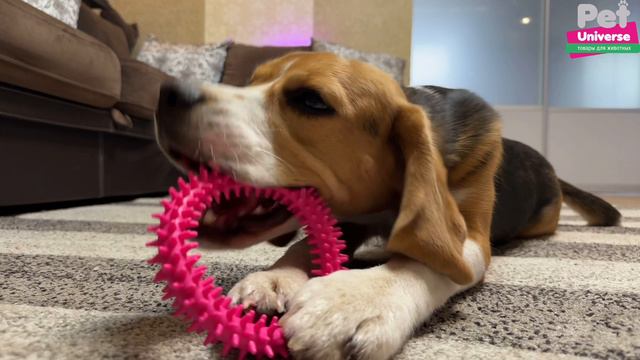 PU3064BE Игрушка для собак Pet Universe колечко с шипами диаметр 12,5 см смотреть онлайн