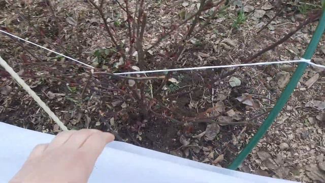 Как перезимовали розы селекции Усыниных.