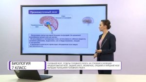 Биология. 7 класс. Головной мозг. Отделы головного мозга /19.02.2021/