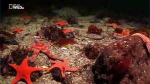 Подводный мир. Морская звезда