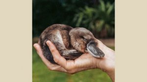 Интересные факты о утканосе. Урок окружающего мира📚✅