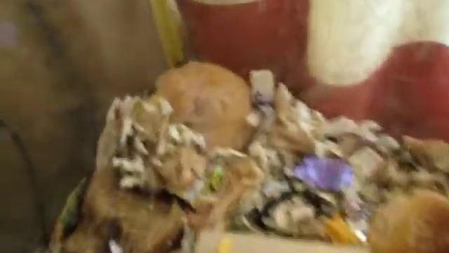 Мышь храпит во время сна, няшно так ) смотреть онлайн