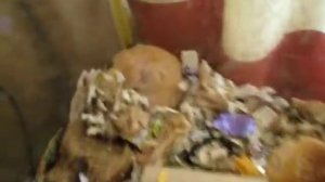 Мышь храпит во время сна, няшно так )