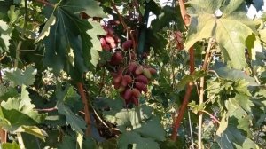 @Виноград Дубовский розовый трещит или нет