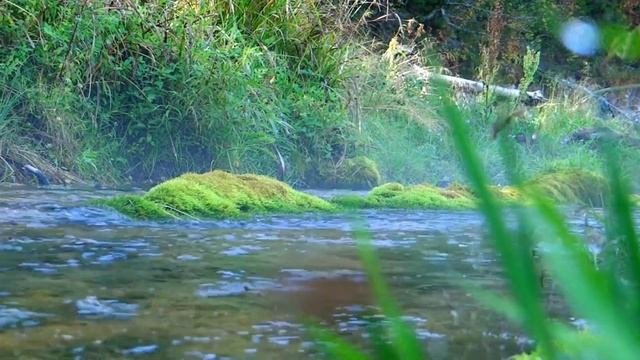 СКАЗКОТЕРАПИЯ | Сказка для взрослых о прощении и поиске себя