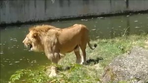 Прогулка по зоопарку…