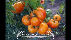 Уникальные ТОМАТЫ/ Необычные сорта и гибриды: Конфетное дерево, Виагра, Безрассадный, Щедрый и др .