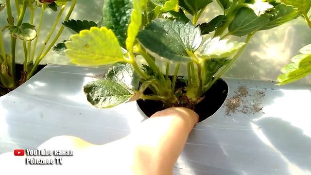 СОБИРАЮ КЛУБНИКУ ДО ОКТЯБРЯ ХИТРЫЙ СПОСОБ ПОСАДКИ И ВЫРАЩИВАНИЯ смотреть онлайн