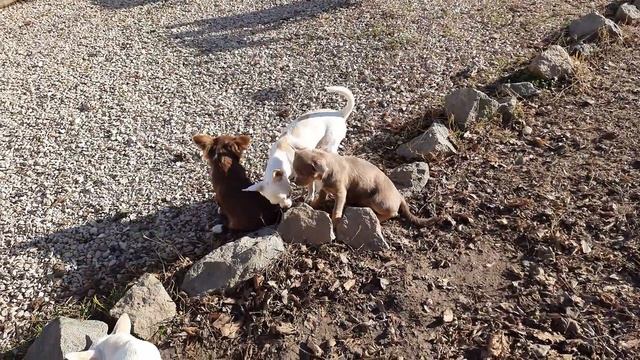 15 градусов тепла 10 декабря 21 года, питомник собак чихуахуа Кастропуло Крым Симферополь купить смотреть онлайн