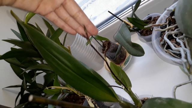 Мой одонтоглоссум оказался сюрпризом.. смотреть онлайн