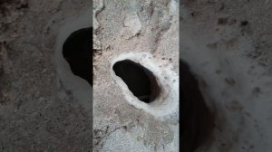 Способ ловли краба.Как словить краба.Ловля краба.Выманитт краба из норы.Весело охотились на краба.