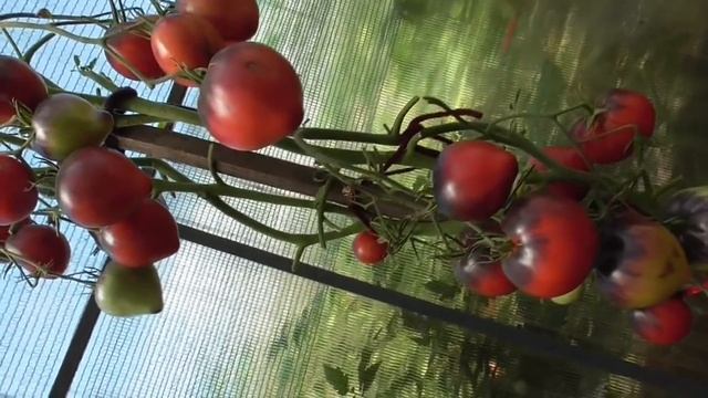 ТОМАТ СЕРЖАНТ ПЕППЕР. ОБЗОР В ОГОРОДЕ. Ольга Чернова. смотреть онлайн