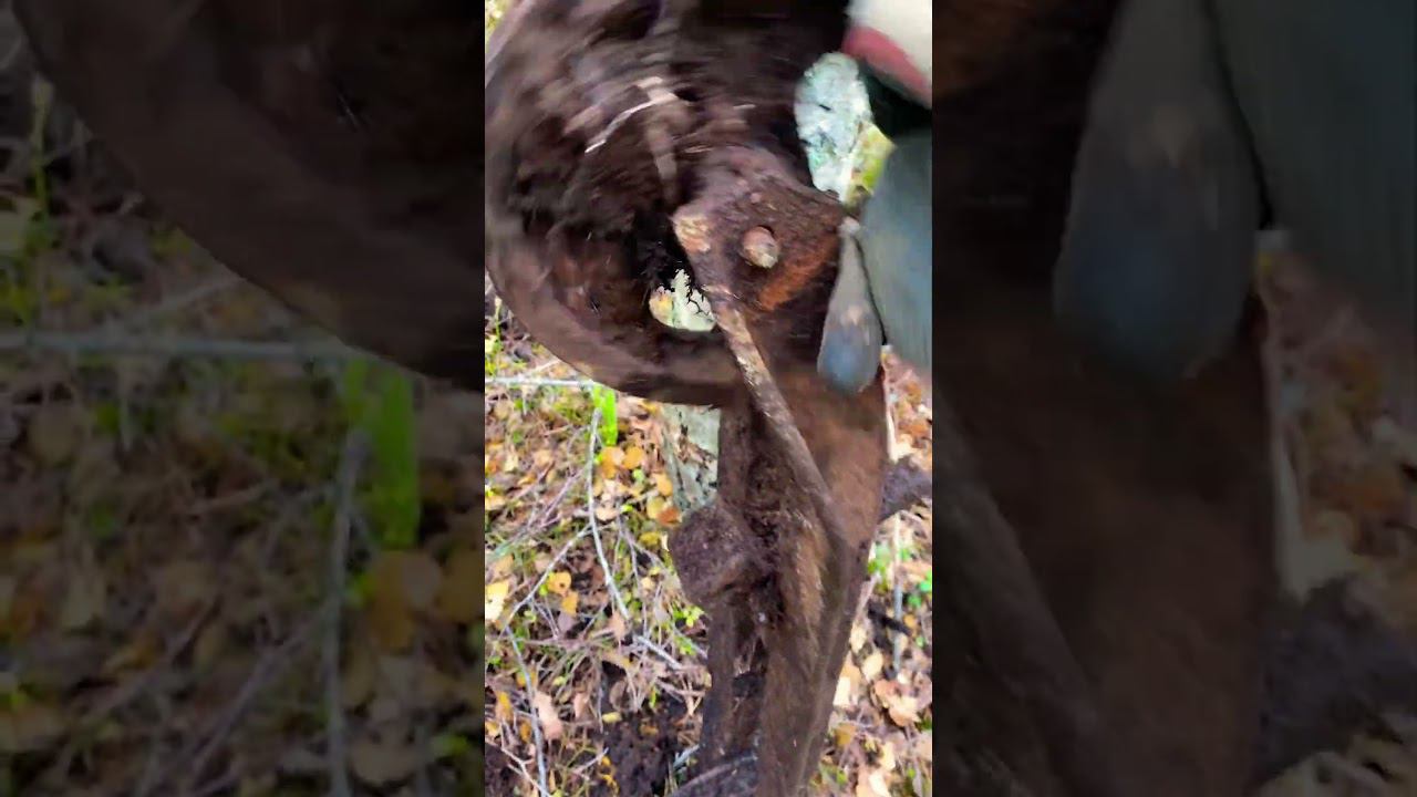 Советский скейтборд) ходим по металлу с xp deus смотреть онлайн