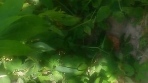 Крик или как кричат лягушки