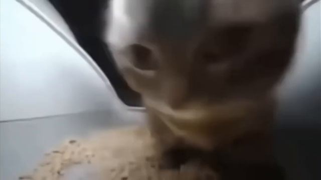 песня чипи чипи Чапа Чапа 4 минуты смотреть онлайн