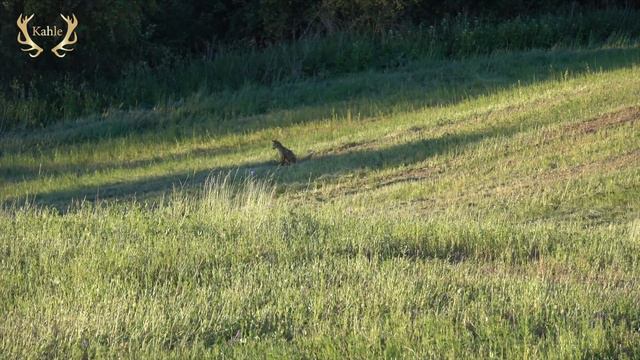 Hohe Wiesen und doch Rehbock erlegt - Videotagebuch Folge 14 смотреть онлайн
