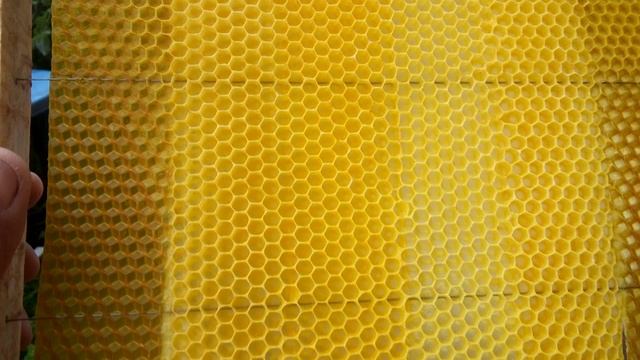 Какую вощину лучше и быстрее строят пчелы  грлист  2 часть смотреть онлайн