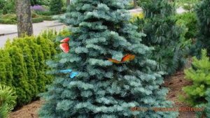 Пихта одноцветная (abies concolor) ? одноцветная пихта обзор: как сажать, саженцы пихты