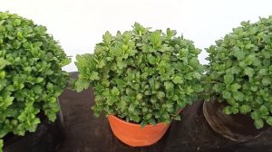 Ампельная хризантема, только набирает массу. #хризантема #chrysanthemum