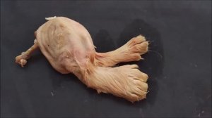 полимелия и полидактилия у котенка
