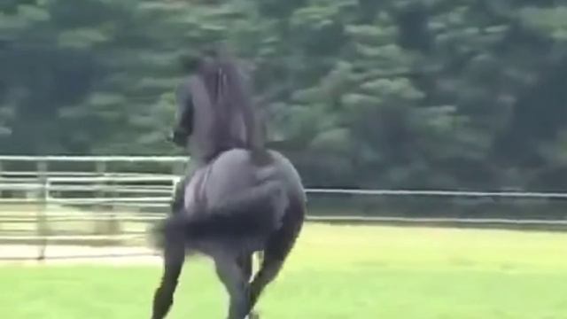 История.происхождения фризской лошади смотреть онлайн