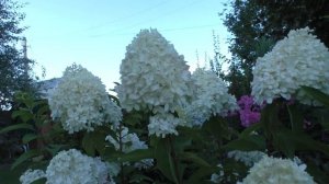 Гортензии метельчатые Living Cotton Cream, Summer Love