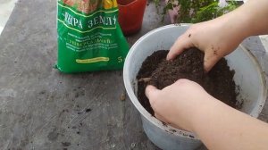 папоротник Адиантум венерин волос