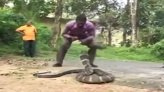 САМАЯ БОЛЬШАЯ ПОЙМАННАЯ ЗМЕЯ.10 Самых больших змей в Мире