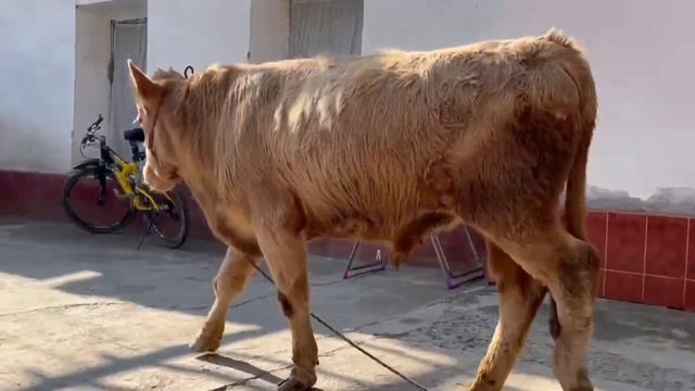 Бык Гибрид СЕМЕНТАЛ + ШАРОЛЕ.1-сорт