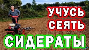 Посев сидератов. Боронование с помощью мотоблока