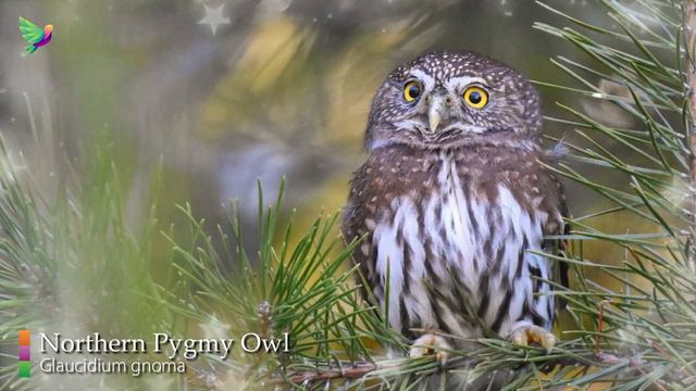 The Best Owl Sounds- Different Types of North American Owls and Their Sounds