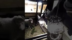 Отпилил рог барану