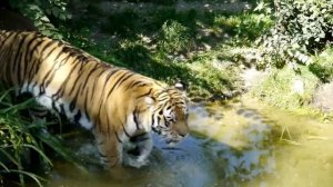 Siberian Tiger Swimming | endangered species