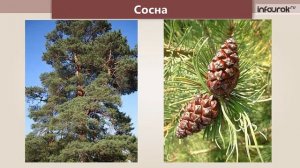 Тайга | Окружающий мир 3 класс #45 | Инфоурок