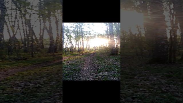 Сибирская Хаски Умка