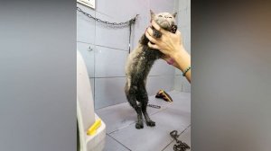 Волонтер чудом спасает котенка, когда ребенок собирался выкинуть его, потому что он "ГРЯЗНЫЙ"