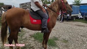 Урус-мартан рынок Лошадей Чечня.