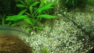 Акантопсис лошадеголовый (Acantopsis choirorhynchos)