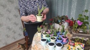 Размножаем и формируем кактусы(опунцию)