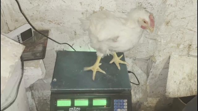 Бройлер после Антибиотика. Нагонят ли ВЕСА? смотреть онлайн