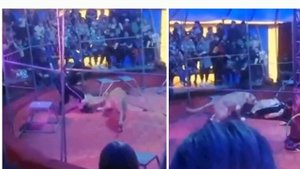 Львица напала на дрессировщика во время представления в цирке