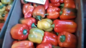 Снятый зеленый перец созрел.