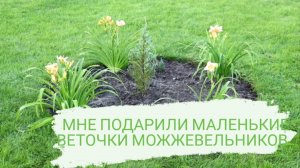 МНЕ ПОДАРИЛИ МАЛЕНЬКИЕ ВЕТОЧКИ МОЖЖЕВЕЛЬНИКОВ. 12.08.2022 г.