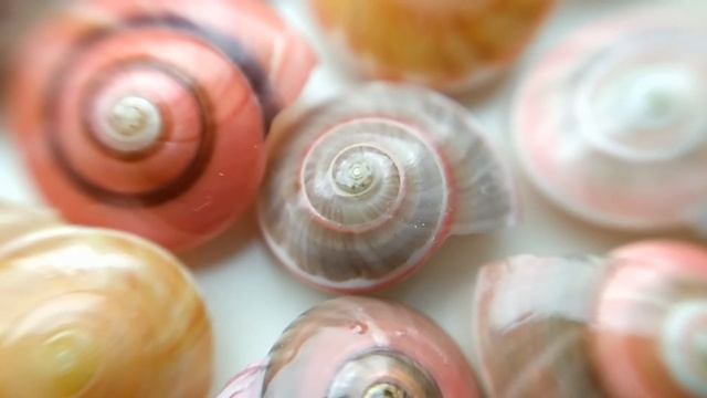 Вьетнамские ракушки Макро съемка Съемка ракушек из Вьетнама Муйне Красивые ракушки