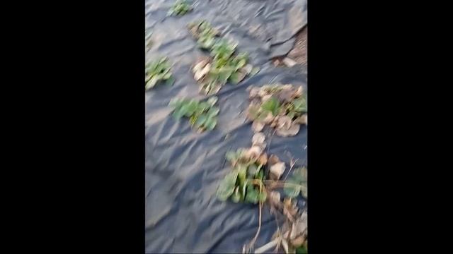 Рассада(саженцы) клубники: Мурано и другие сорта клубники. Весенние работы.