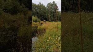 газ 66 дизель д 245