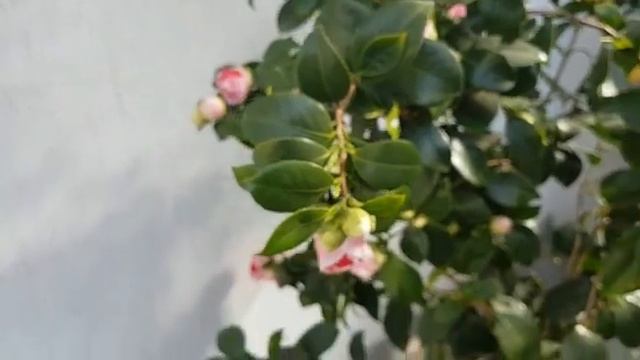 Камелия. Начало цветения. Camelia Blossoms