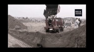 Бездомные собаки.. отстрел.. Суровая жизнь бездомных собак.