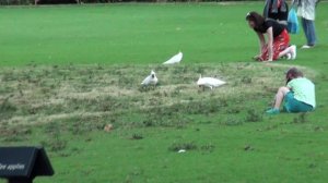 Летучие мыши и какаду