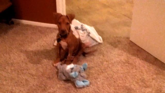 Copy of Perl 3 смотреть онлайн